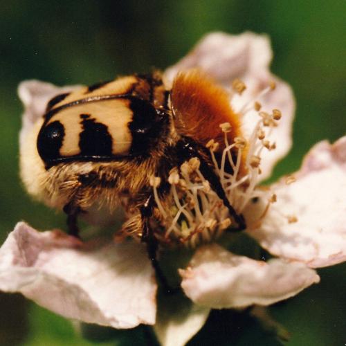 Réf. 274 403 : Trichius sp.